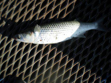 オリジナルメーカー海づり公園(市原市海づり施設) 釣果