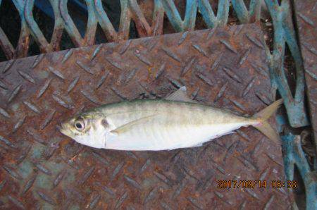 オリジナルメーカー海づり公園(市原市海づり…