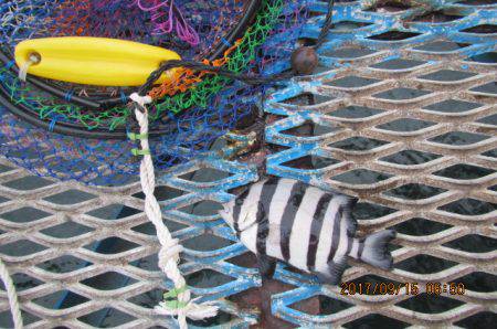 オリジナルメーカー海づり公園(市原市海づり施設) 釣果