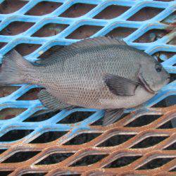 オリジナルメーカー海づり公園(市原市海づり施設) 釣果