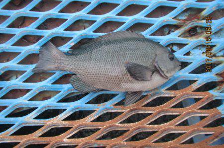 オリジナルメーカー海づり公園(市原市海づり施設) 釣果