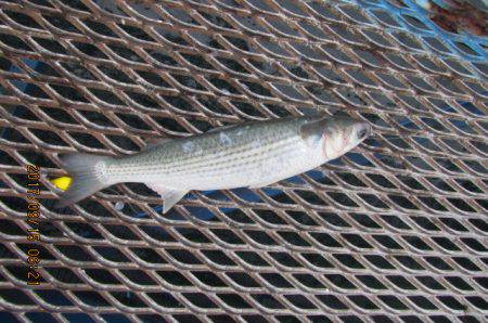 オリジナルメーカー海づり公園(市原市海づり施設) 釣果