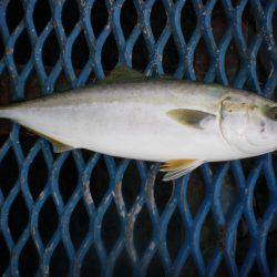 オリジナルメーカー海づり公園(市原市海づり施設) 釣果