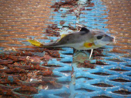 オリジナルメーカー海づり公園(市原市海づり施設) 釣果