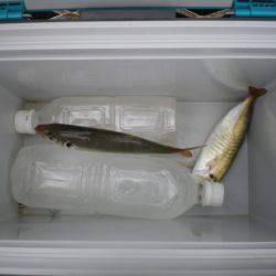 オリジナルメーカー海づり公園(市原市海づり施設) 釣果