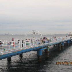 オリジナルメーカー海づり公園(市原市海づり施設) 釣果