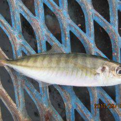 オリジナルメーカー海づり公園(市原市海づり施設) 釣果