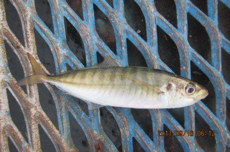 オリジナルメーカー海づり公園(市原市海づり…