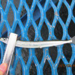 オリジナルメーカー海づり公園(市原市海づり施設) 釣果