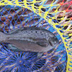 オリジナルメーカー海づり公園(市原市海づり施設) 釣果