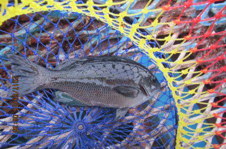 オリジナルメーカー海づり公園(市原市海づり施設) 釣果