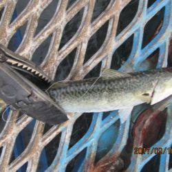 オリジナルメーカー海づり公園(市原市海づり施設) 釣果