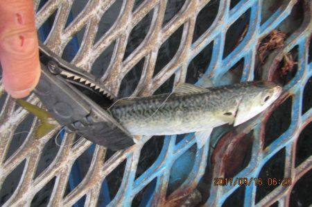 オリジナルメーカー海づり公園(市原市海づり施設) 釣果