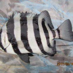 オリジナルメーカー海づり公園(市原市海づり施設) 釣果