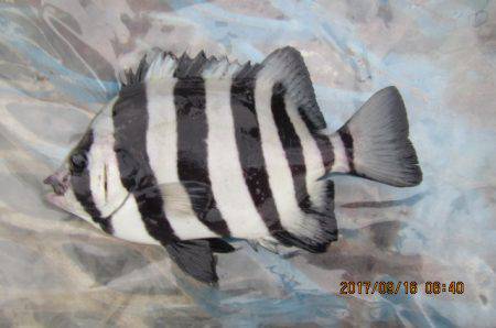 オリジナルメーカー海づり公園(市原市海づり施設) 釣果