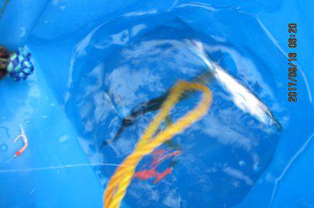 オリジナルメーカー海づり公園(市原市海づり施設) 釣果