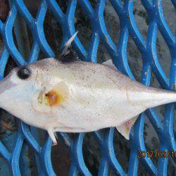 オリジナルメーカー海づり公園(市原市海づり施設) 釣果