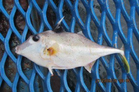 オリジナルメーカー海づり公園(市原市海づり施設) 釣果