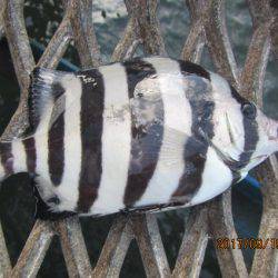 オリジナルメーカー海づり公園(市原市海づり施設) 釣果