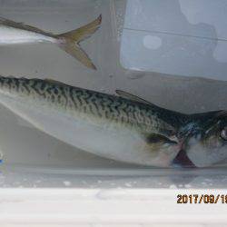 オリジナルメーカー海づり公園(市原市海づり施設) 釣果