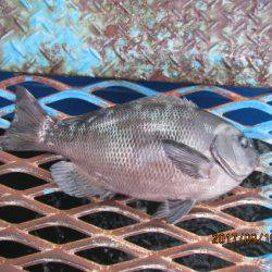 オリジナルメーカー海づり公園(市原市海づり施設) 釣果