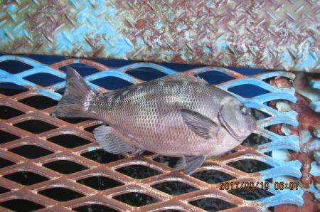 オリジナルメーカー海づり公園(市原市海づり施設) 釣果