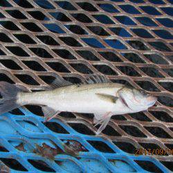 オリジナルメーカー海づり公園(市原市海づり施設) 釣果