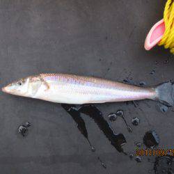 オリジナルメーカー海づり公園(市原市海づり施設) 釣果