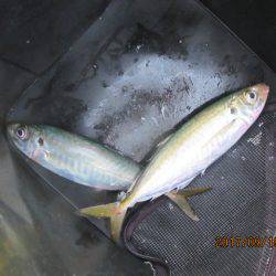 オリジナルメーカー海づり公園(市原市海づり施設) 釣果