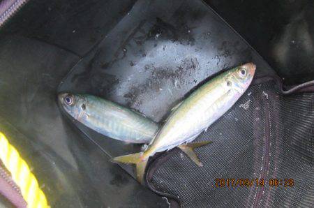 オリジナルメーカー海づり公園(市原市海づり施設) 釣果