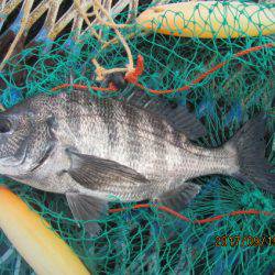 オリジナルメーカー海づり公園(市原市海づり施設) 釣果