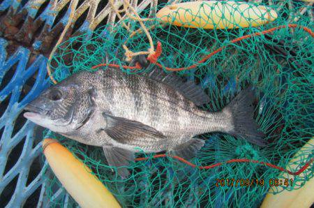 オリジナルメーカー海づり公園(市原市海づり施設) 釣果