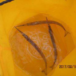 オリジナルメーカー海づり公園(市原市海づり施設) 釣果