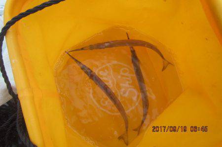 オリジナルメーカー海づり公園(市原市海づり施設) 釣果