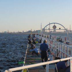 オリジナルメーカー海づり公園(市原市海づり施設) 釣果