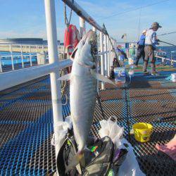 オリジナルメーカー海づり公園(市原市海づり施設) 釣果