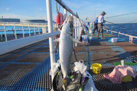オリジナルメーカー海づり公園(市原市海づり施設) 釣果
