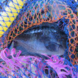 オリジナルメーカー海づり公園(市原市海づり施設) 釣果