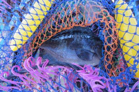 オリジナルメーカー海づり公園(市原市海づり施設) 釣果