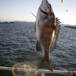 オリジナルメーカー海づり公園(市原市海づり施設) 釣果