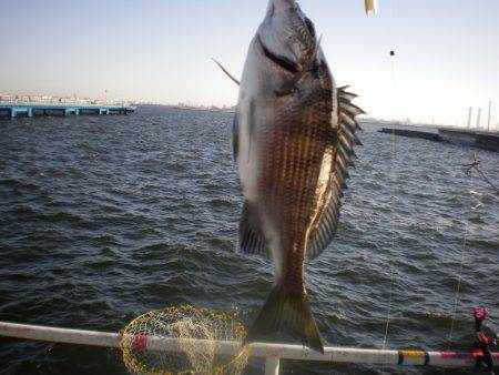 オリジナルメーカー海づり公園(市原市海づり施設) 釣果