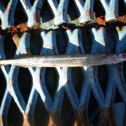 オリジナルメーカー海づり公園(市原市海づり施設) 釣果