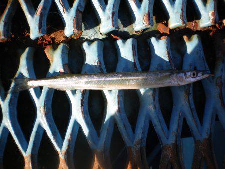 オリジナルメーカー海づり公園(市原市海づり施設) 釣果