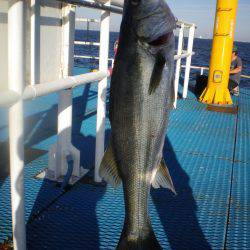 オリジナルメーカー海づり公園(市原市海づり施設) 釣果