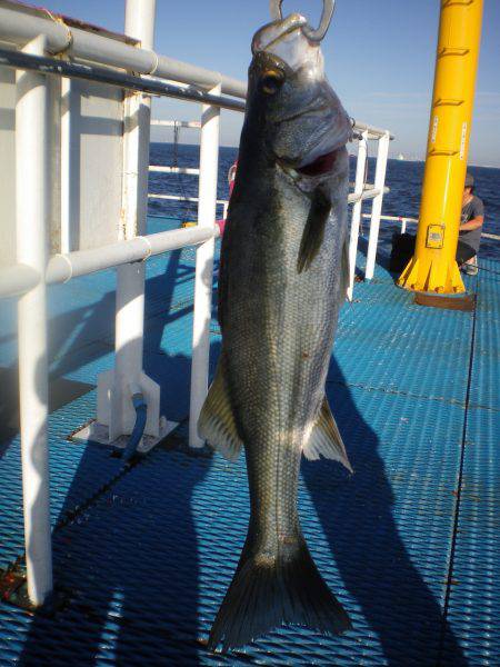 オリジナルメーカー海づり公園(市原市海づり施設) 釣果
