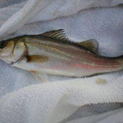 オリジナルメーカー海づり公園(市原市海づり施設) 釣果