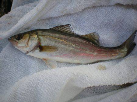 オリジナルメーカー海づり公園(市原市海づり施設) 釣果