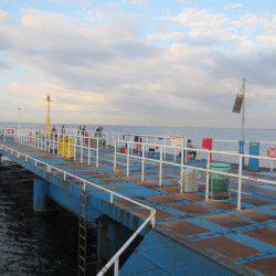 オリジナルメーカー海づり公園(市原市海づり施設) 釣果