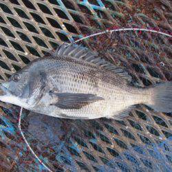 オリジナルメーカー海づり公園(市原市海づり施設) 釣果