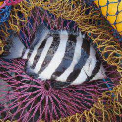 オリジナルメーカー海づり公園(市原市海づり施設) 釣果